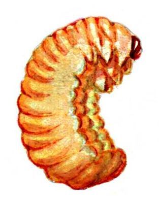 Большая Советская Энциклопедия (ВР) - i009-001-222412994.jpg