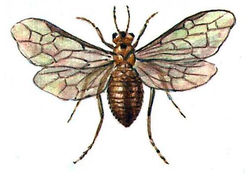 Большая Советская Энциклопедия (ВР) - i009-001-224318220.jpg