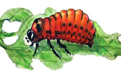 Большая Советская Энциклопедия (ВР) - i009-001-229468161.jpg