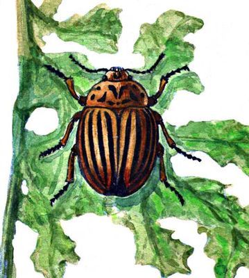 Большая Советская Энциклопедия (ВР) - i009-001-230006792.jpg