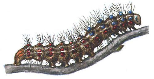 Большая Советская Энциклопедия (ВР) - i009-001-241475777.jpg