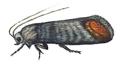 Большая Советская Энциклопедия (ВР) - i010-001-252935832.jpg