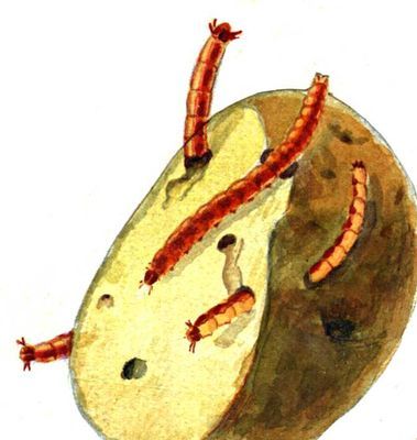 Большая Советская Энциклопедия (ВР) - i010-001-255022084.jpg