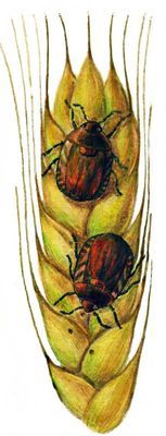 Большая Советская Энциклопедия (ВР) - i010-001-259105068.jpg