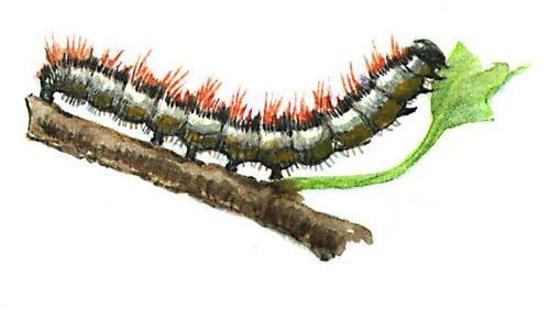 Большая Советская Энциклопедия (ВР) - i010-001-262397332.jpg