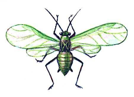 Большая Советская Энциклопедия (ВР) - i010-001-262866713.jpg