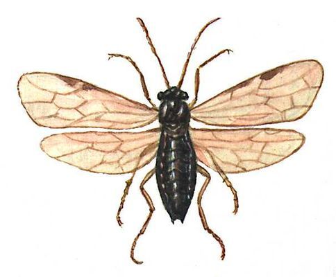 Большая Советская Энциклопедия (ВР) - i010-001-270807478.jpg