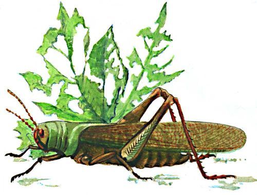 Большая Советская Энциклопедия (ВР) - i010-001-271926165.jpg