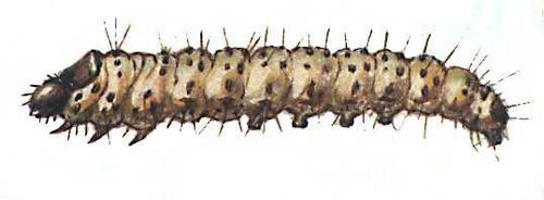 Большая Советская Энциклопедия (ВР) - i010-001-276913024.jpg