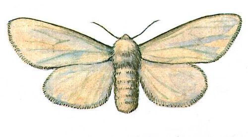 Большая Советская Энциклопедия (ВР) - i010-001-279069983.jpg