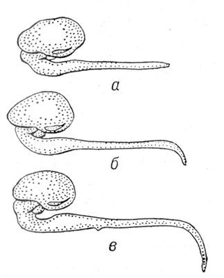 Большая Советская Энциклопедия (ДВ) - i010-001-246316080.jpg