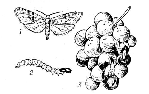 Большая Советская Энциклопедия (ДВ) - i010-001-248444592.jpg