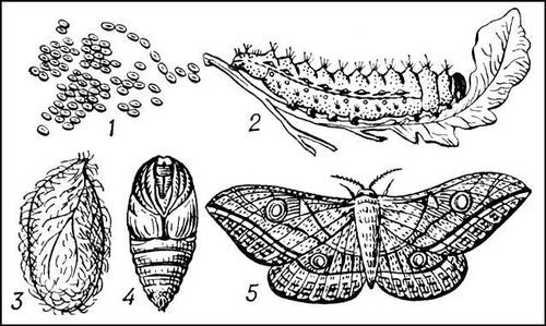 Большая Советская Энциклопедия (ДУ) - i010-001-249100064.jpg