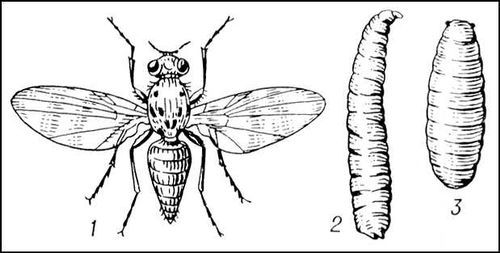 Большая Советская Энциклопедия (ДЫ) - i008-pictures-001-289049785.jpg