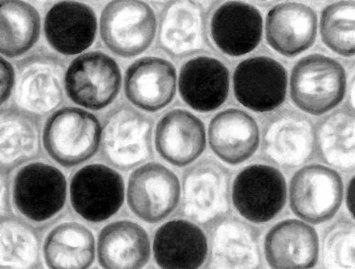 Большая Советская Энциклопедия (ЕВ) - i010-001-253239169.jpg