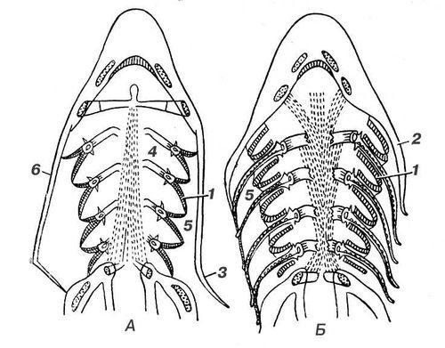Большая Советская Энциклопедия (ЖА) - i010-001-248219934.jpg