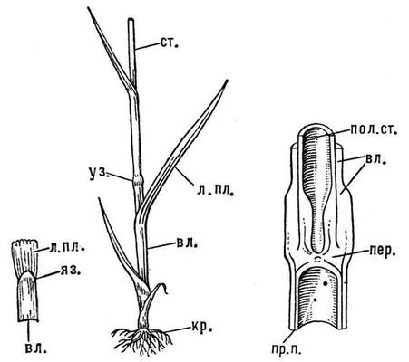 Большая Советская Энциклопедия (ЗЛ) - i009-001-235200661.jpg