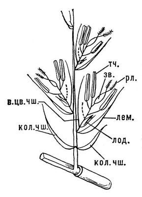 Большая Советская Энциклопедия (ЗЛ) - i009-001-241001565.jpg