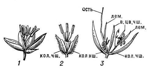 Большая Советская Энциклопедия (ЗЛ) - i010-001-263989426.jpg