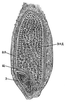 Большая Советская Энциклопедия (ЗЛ) - i010-001-278196405.jpg