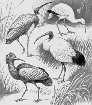 Большая Советская Энциклопедия (ИБ) - i010-001-260310165.jpg