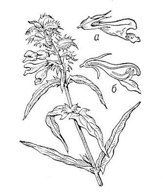 Большая Советская Энциклопедия (ИВ) - i009-001-223192529.jpg