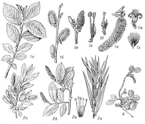 Большая Советская Энциклопедия (ИВ) - i010-001-267265630.jpg