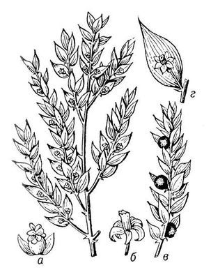 Большая Советская Энциклопедия (ИГ) - i008-pictures-001-295655090.jpg