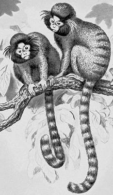 Большая Советская Энциклопедия (ИГ) - i010-001-274049535.jpg