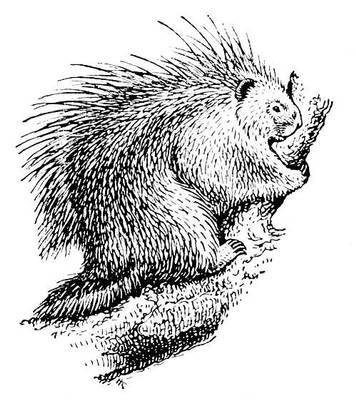 Большая Советская Энциклопедия (ИГ) - i010-001-278298605.jpg