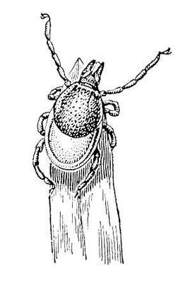 Большая Советская Энциклопедия (ИК) - i008-pictures-001-288429482.jpg