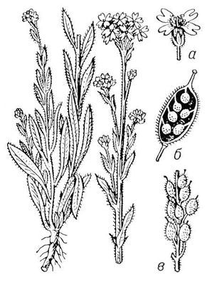 Большая Советская Энциклопедия (ИК) - i009-001-205604370.jpg