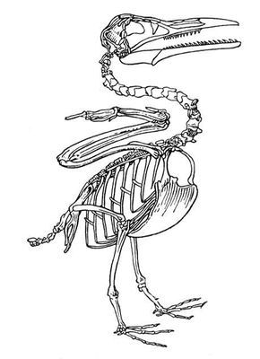 Большая Советская Энциклопедия (ИХ) - i010-001-267227455.jpg