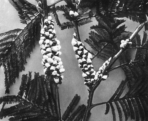 Большая Советская Энциклопедия (ИЦ) - i010-001-246388475.jpg