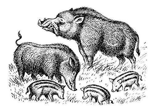 Большая Советская Энциклопедия (КА) - i008-pictures-001-296372807.jpg