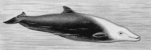 Большая Советская Энциклопедия (КЛ) - i008-pictures-001-291391212.jpg