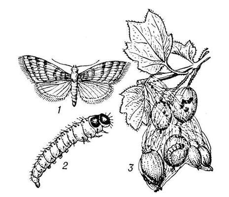 Большая Советская Энциклопедия (КР) - i010-001-256978951.jpg