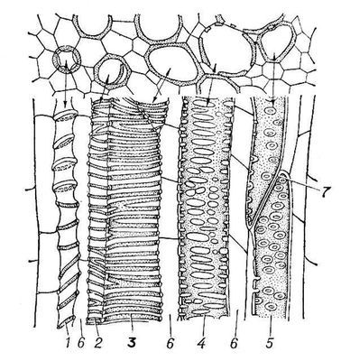 Большая Советская Энциклопедия (КС) - i010-001-265014893.jpg