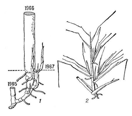 Большая Советская Энциклопедия (КУ) - i009-001-222846994.jpg