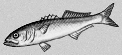 Большая Советская Энциклопедия (ЛУ) - i008-pictures-001-292718909.jpg