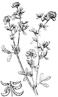 Большая Советская Энциклопедия (ЛЮ) - i010-001-253098937.jpg