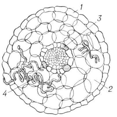 Большая Советская Энциклопедия (МИ) - i010-001-279214375.jpg