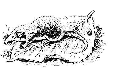 Большая Советская Энциклопедия (МН) - i009-001-232024288.jpg