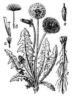 Большая Советская Энциклопедия (ОД) - i010-001-276335703.jpg