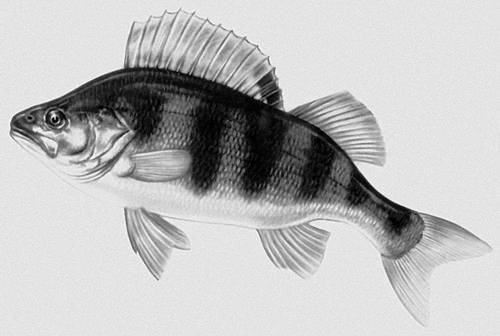 Большая Советская Энциклопедия (ОК) - i010-001-285493985.jpg