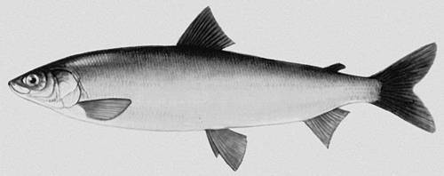 Большая Советская Энциклопедия (ОМ) - i009-001-224647434.jpg