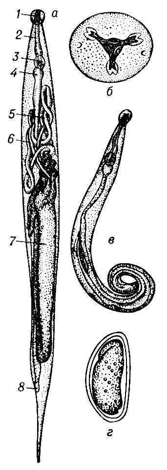 Большая Советская Энциклопедия (ОС) - i010-001-266842671.jpg
