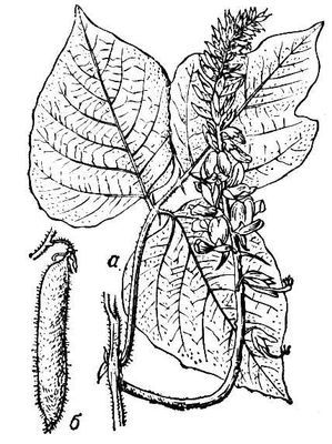 Большая Советская Энциклопедия (ПУ) - i008-pictures-001-297225013.jpg