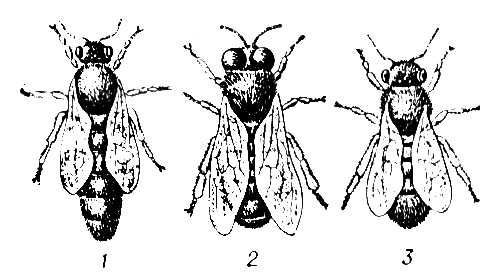Большая Советская Энциклопедия (ПЧ) - i010-001-286123734.jpg