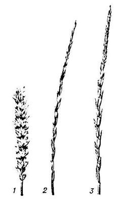 Большая Советская Энциклопедия (ПШ) - i010-001-263287723.jpg